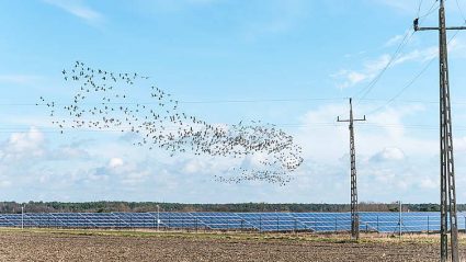 panele fotowoltaiczne na polu, ptaki, linie przesyłowe prądu