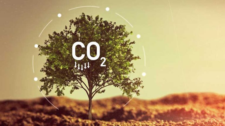 Napis CO2 na drzewie